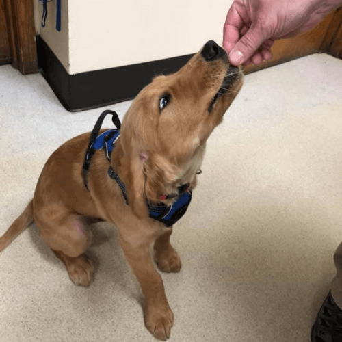 A person feeding something to a dog