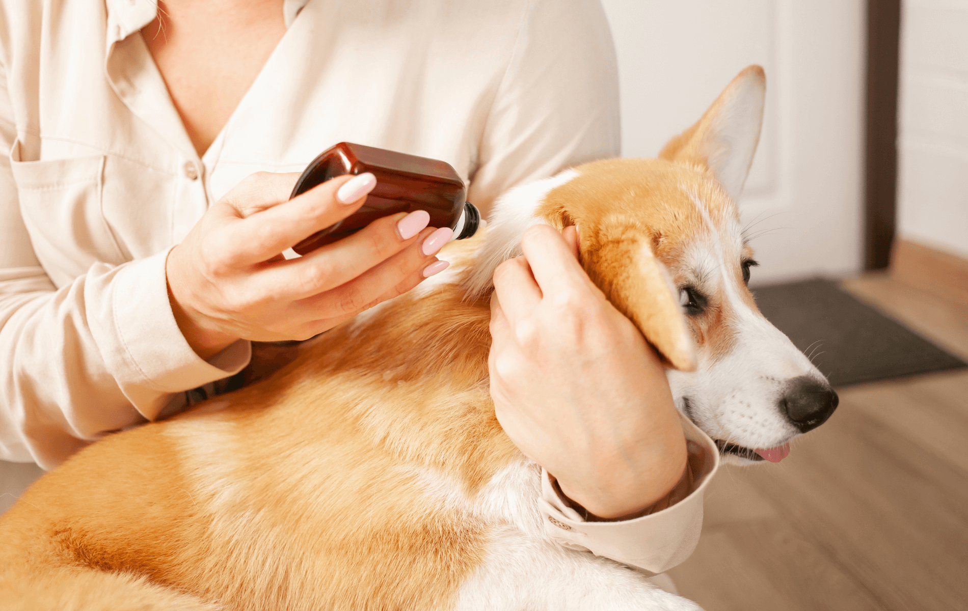 A person spraying a dog's hair