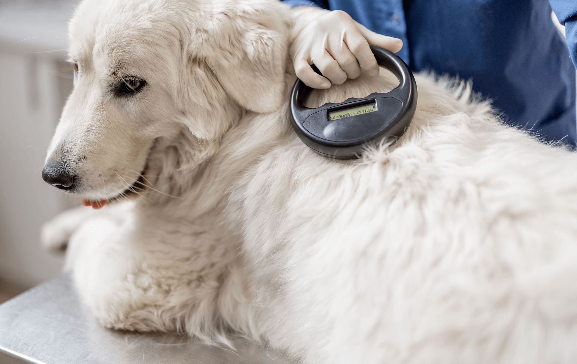 A person holding a circular object on a dog