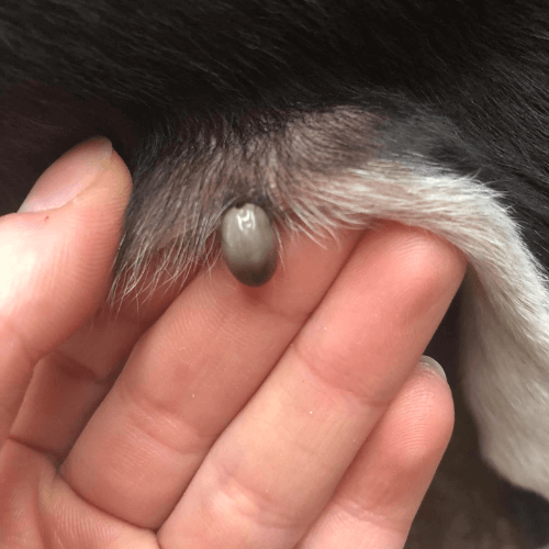 A person holding a tick on a dog's back