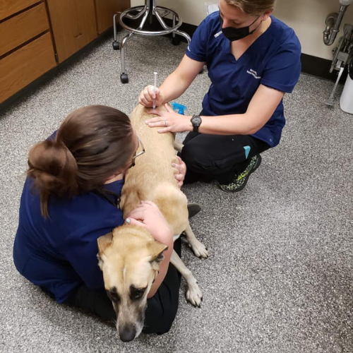 A person injecting a dog