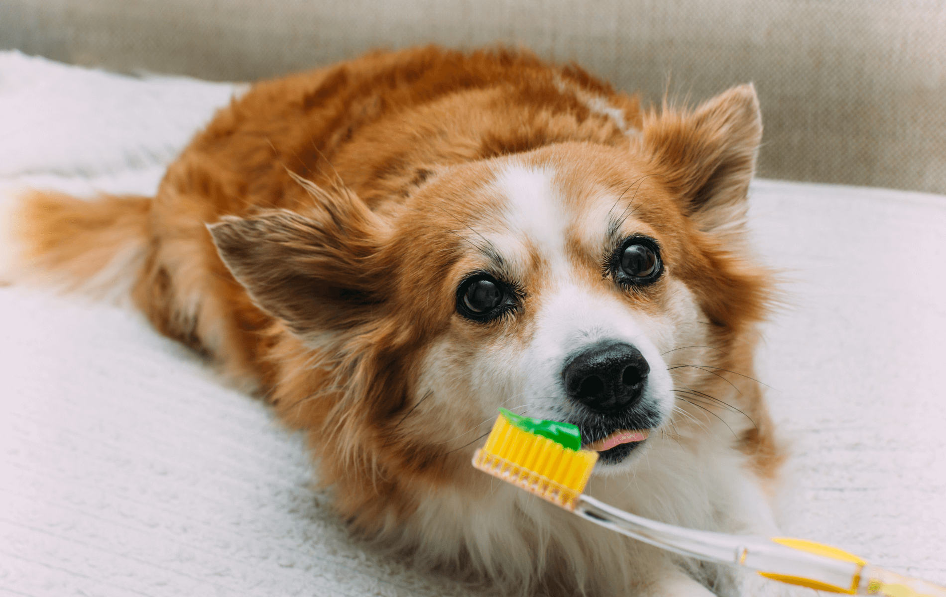 A dog lying on a couch and a person holding the toothbrush