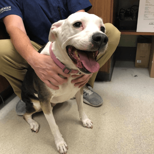 A person petting a dog