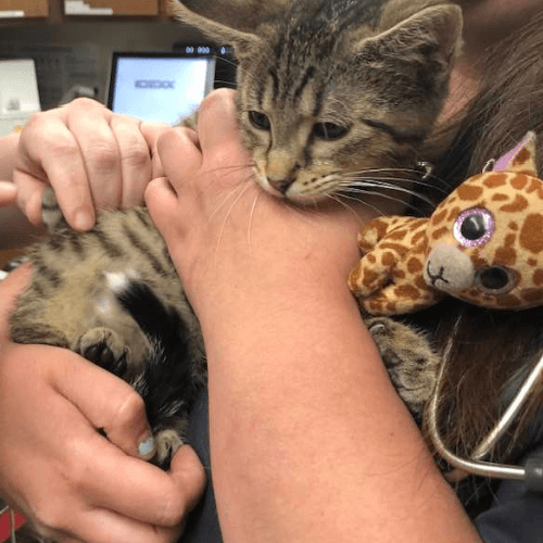 A person holding a cat