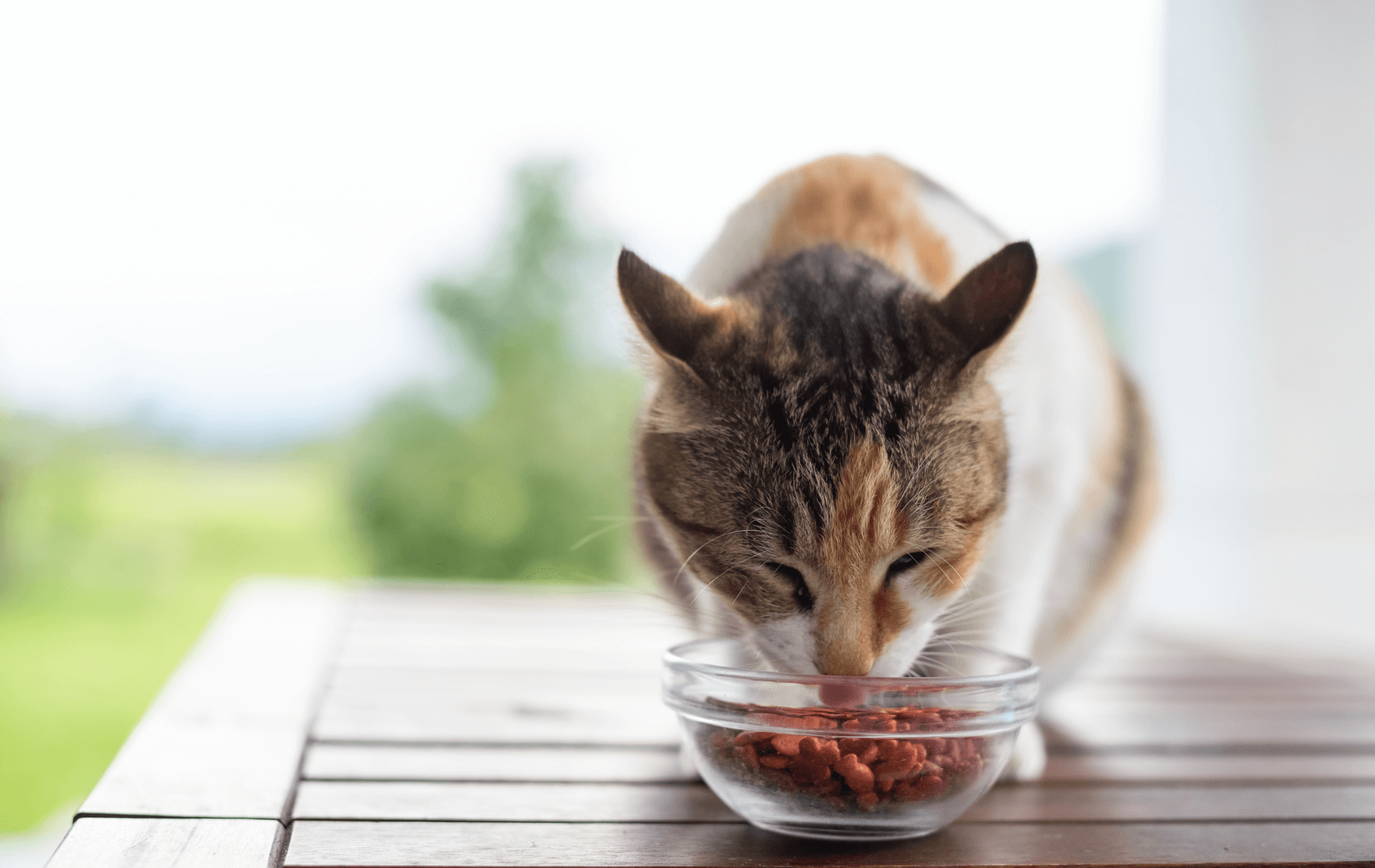 A cat eating food from a bowl