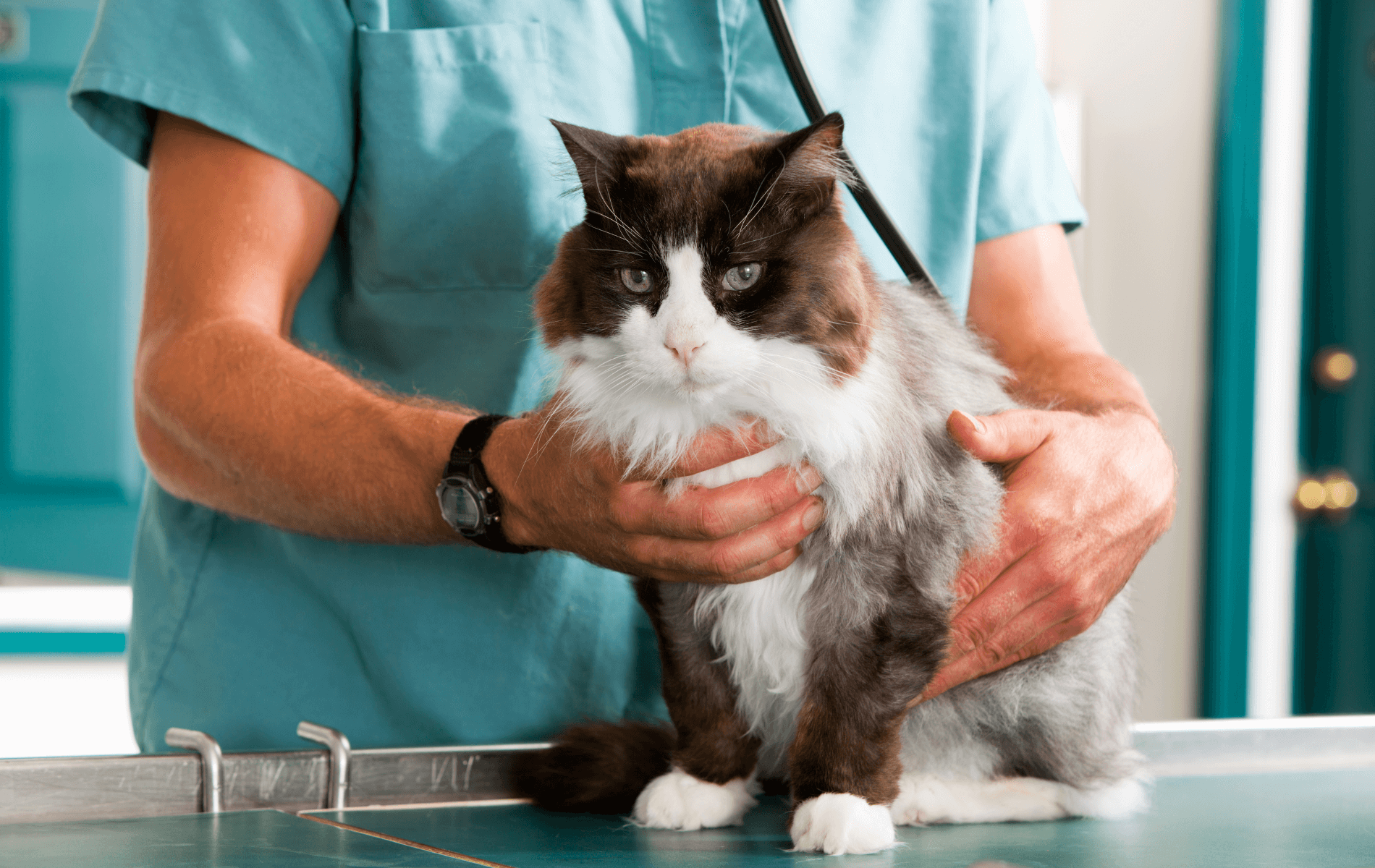 A person holding a cat