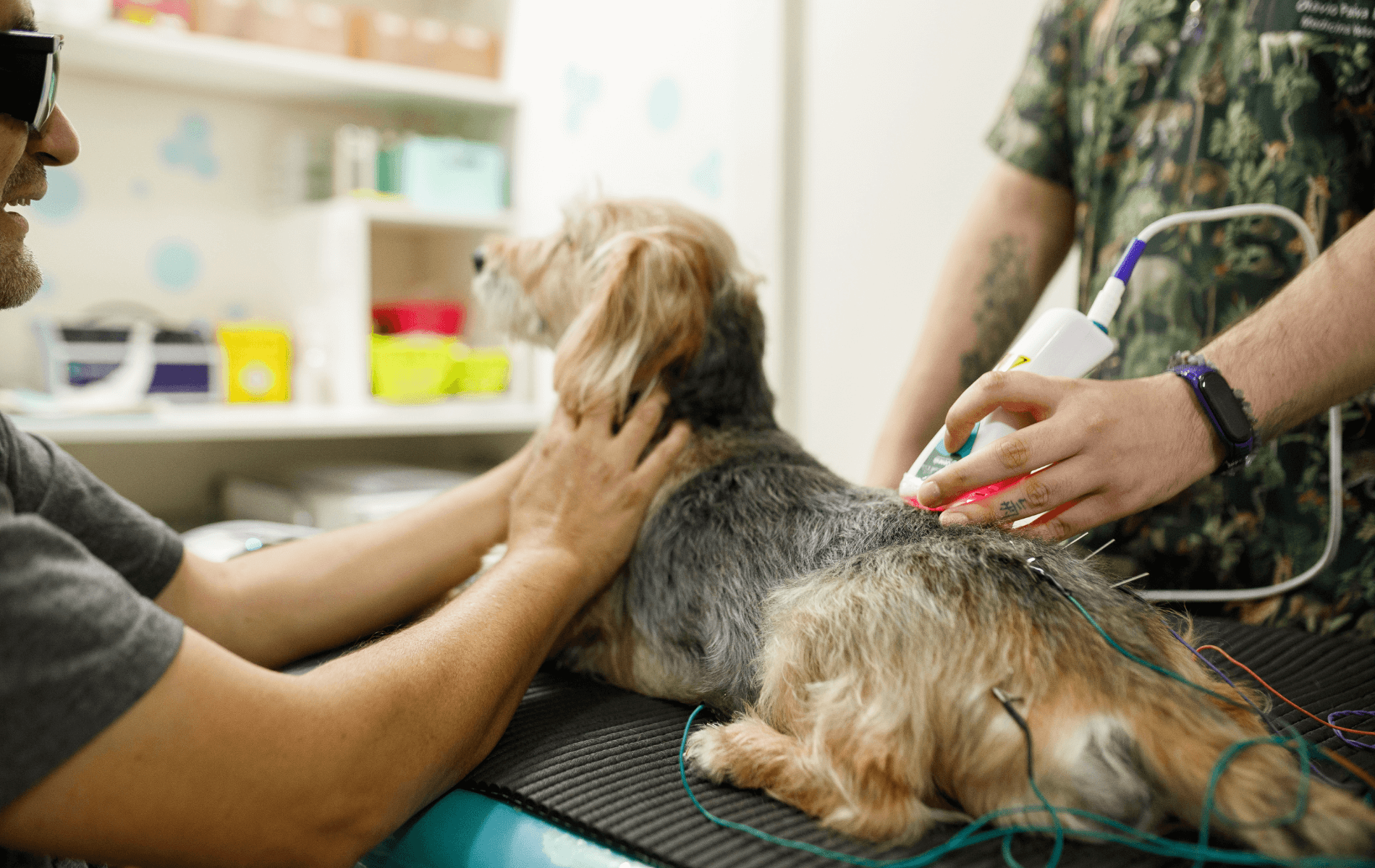 A person holding a device to a dog