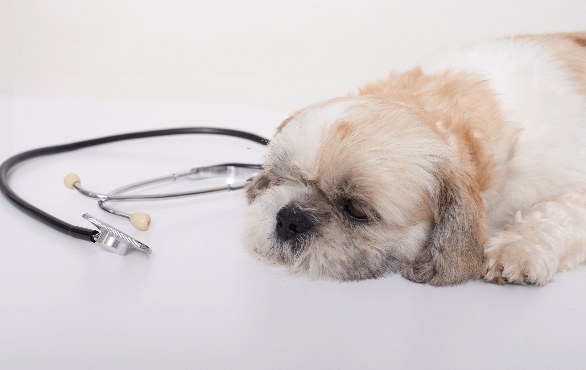 A dog lying on a table next to a stethoscope