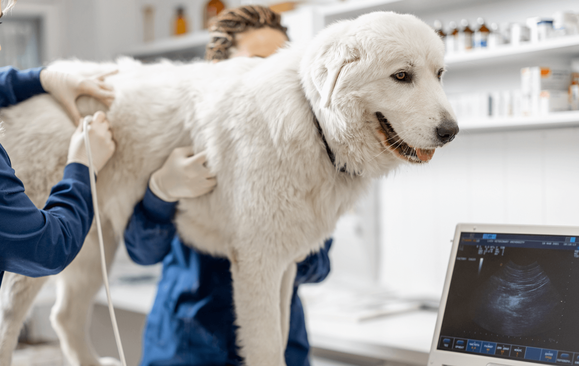 A person holding a large white dog