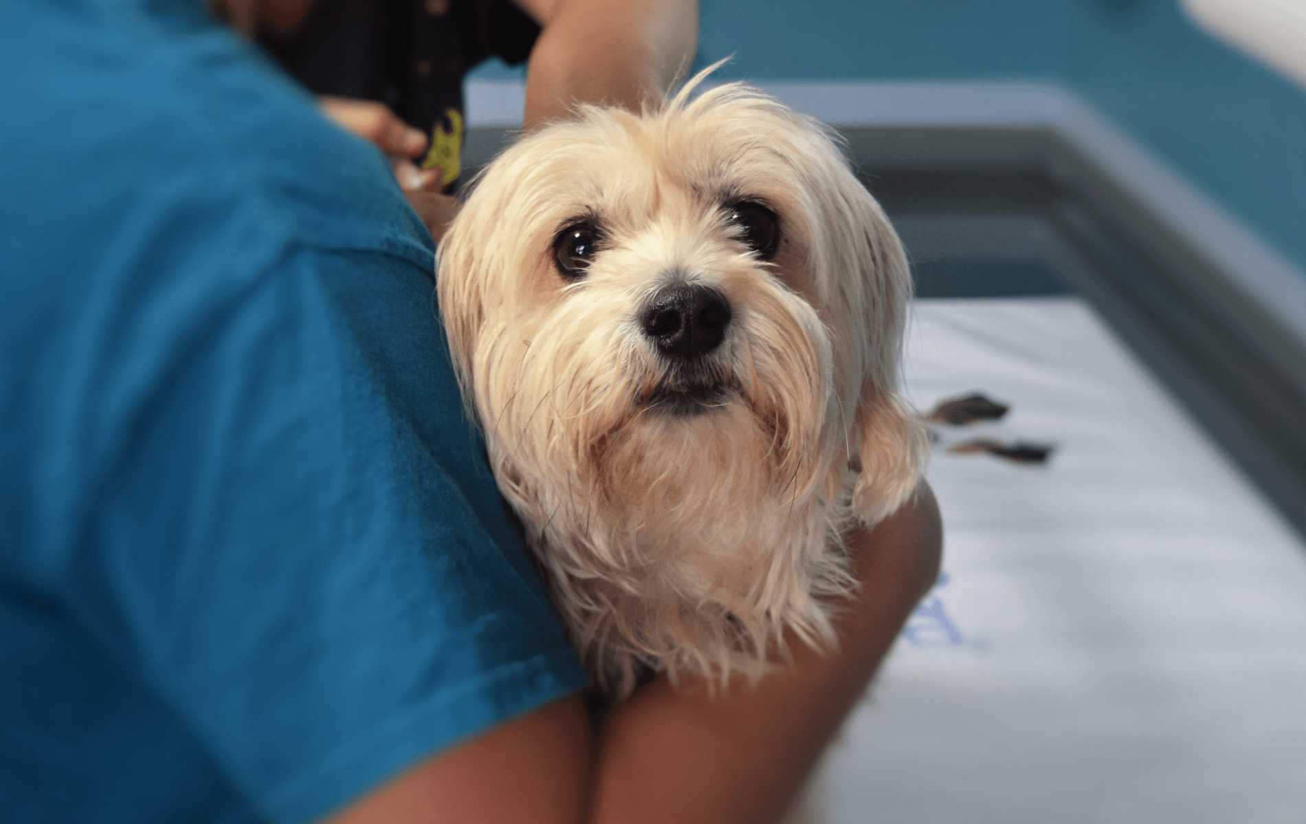 A dog lying on a person's lap