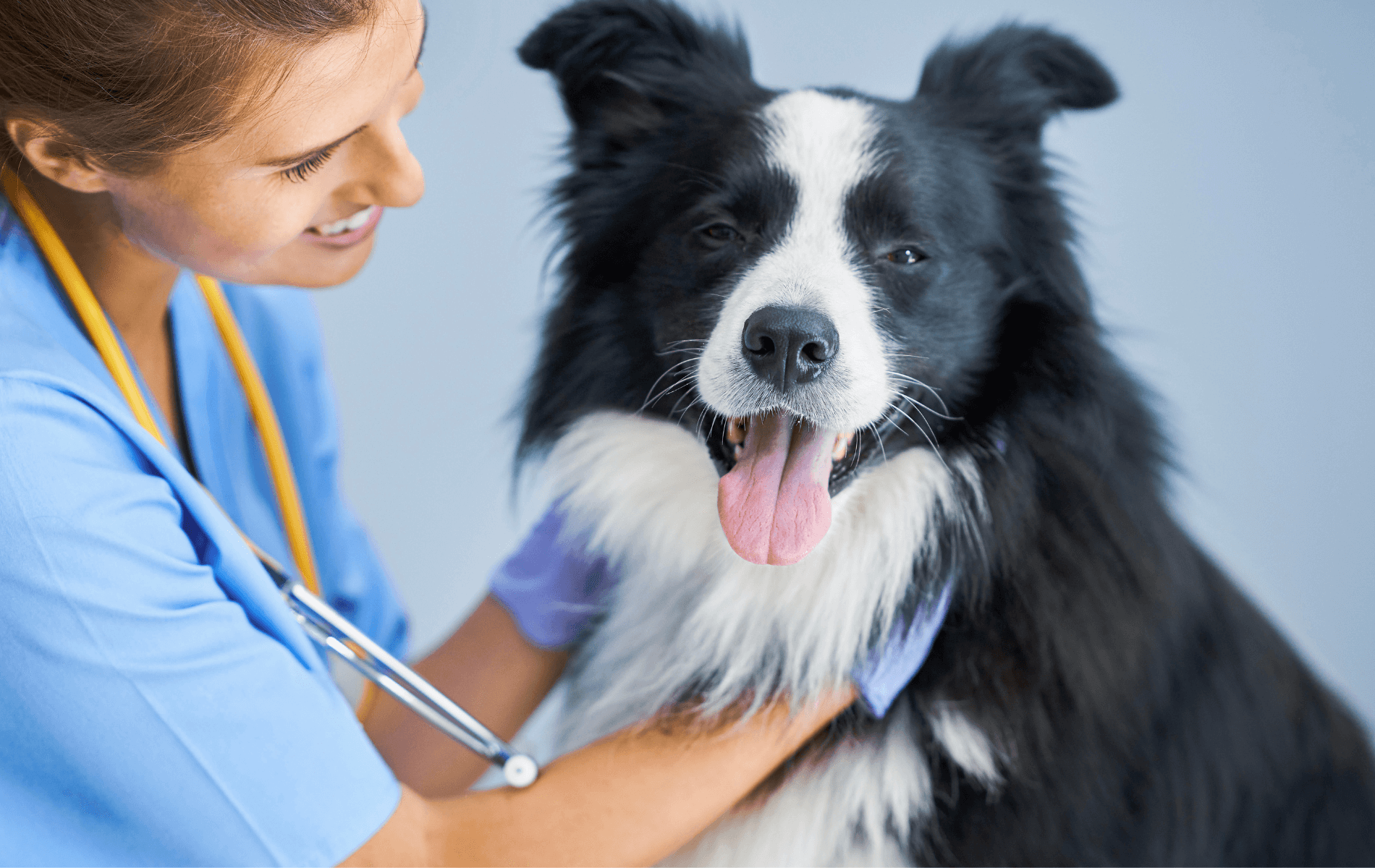 A person holding a dog