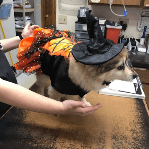 A dog wearing a dress