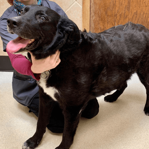 A black dog with its tongue out