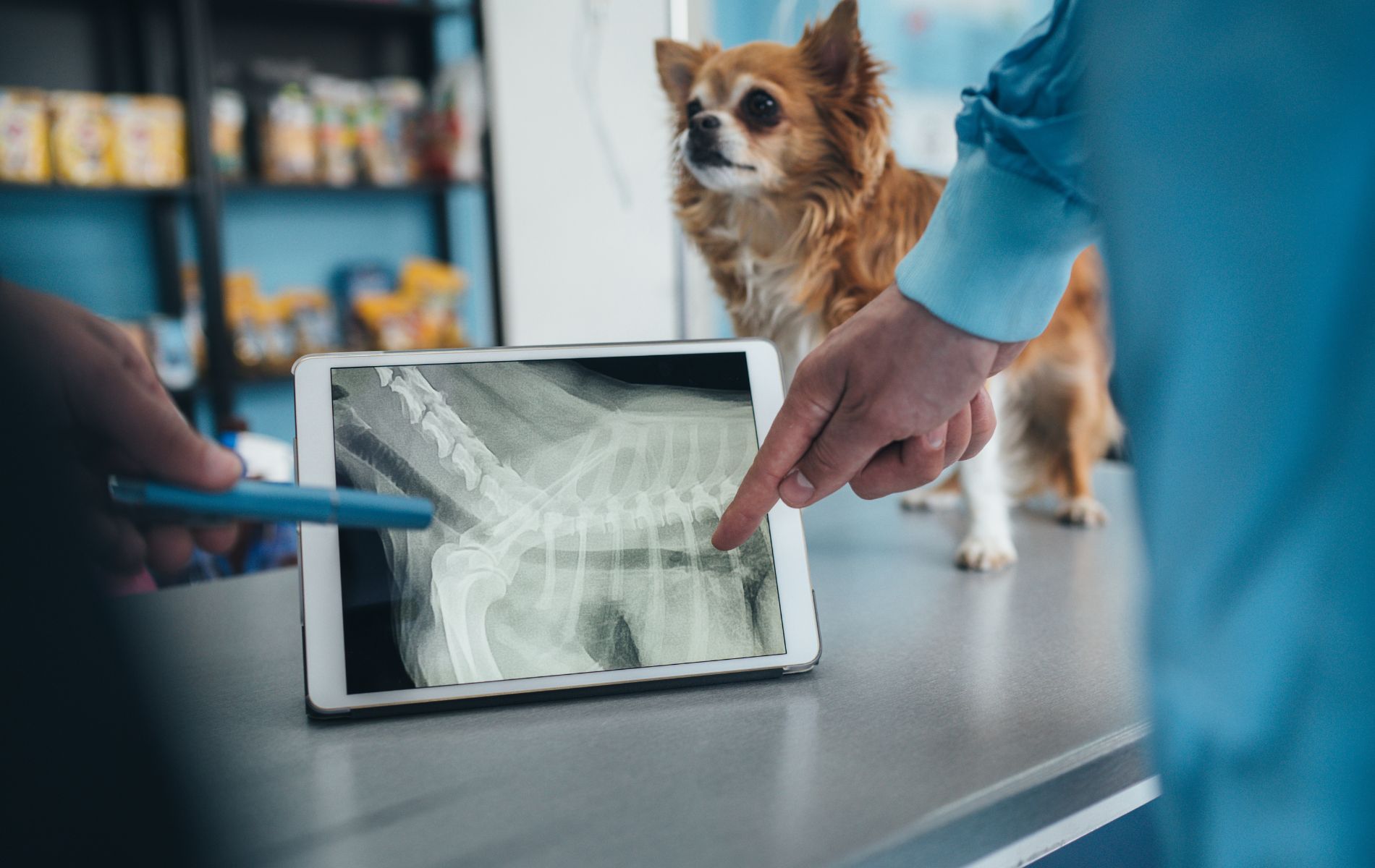 vet looking at digital xray